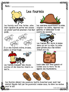  Les fourmis