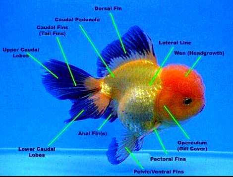 Mengenal Ciri Ciri Ikan Mas Koki Oranda Om Ikan