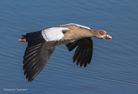 Birds in Flight Photography: Testing EOS iTR AF on the Canon EOS 7D Mark II