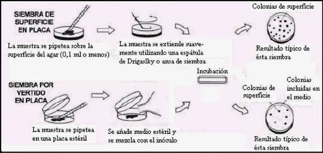 Resultado de imagen para espatula de drigalsky