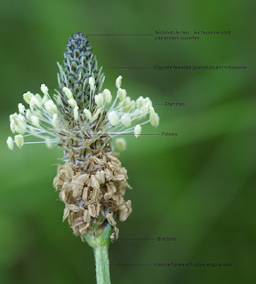 Plantain lancéolé - Plantago lanceolata