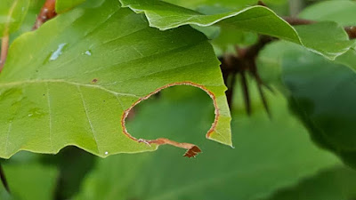 Resultado de imagen para hojas comidas por insectos