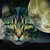 Γάτα: Το μοναδικό ζώο με επτά στρώματα αύρας στον πλανήτη 