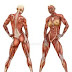 Muscular system 