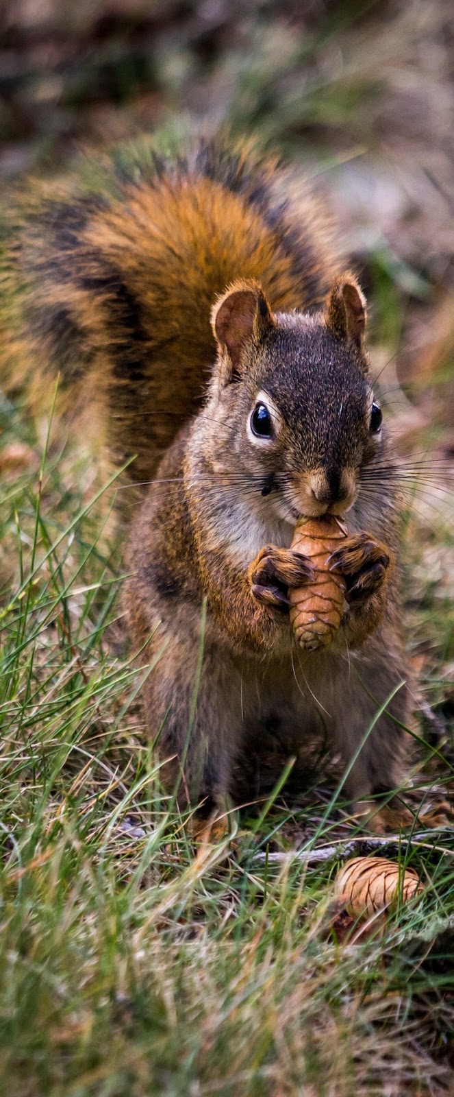 Picture of a squirrel eating.