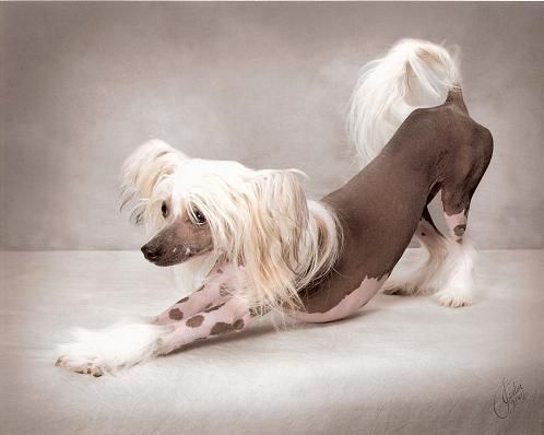 Chinese Crested Hairless Puppies - Most Expensive(funniest area)