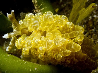 Phyllidiopsis sp.