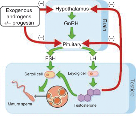 Image result for LSH AND FSH Function