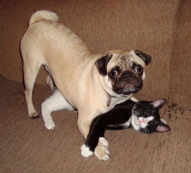Funny Cat amp; Dog Friendships  Funny Images Show