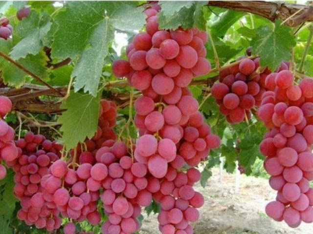 8 Benefits of Grapes Fruit for Health