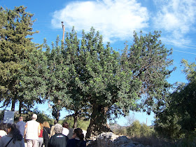 Panagia Kera Kilisesi yanında anıtsal keçiboynuzu ağacı