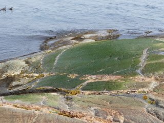 Algues diverses de la côte nord du fleuve Saint Laurent