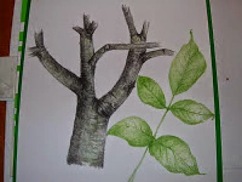 Carya