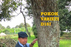 cara tut pokok durian