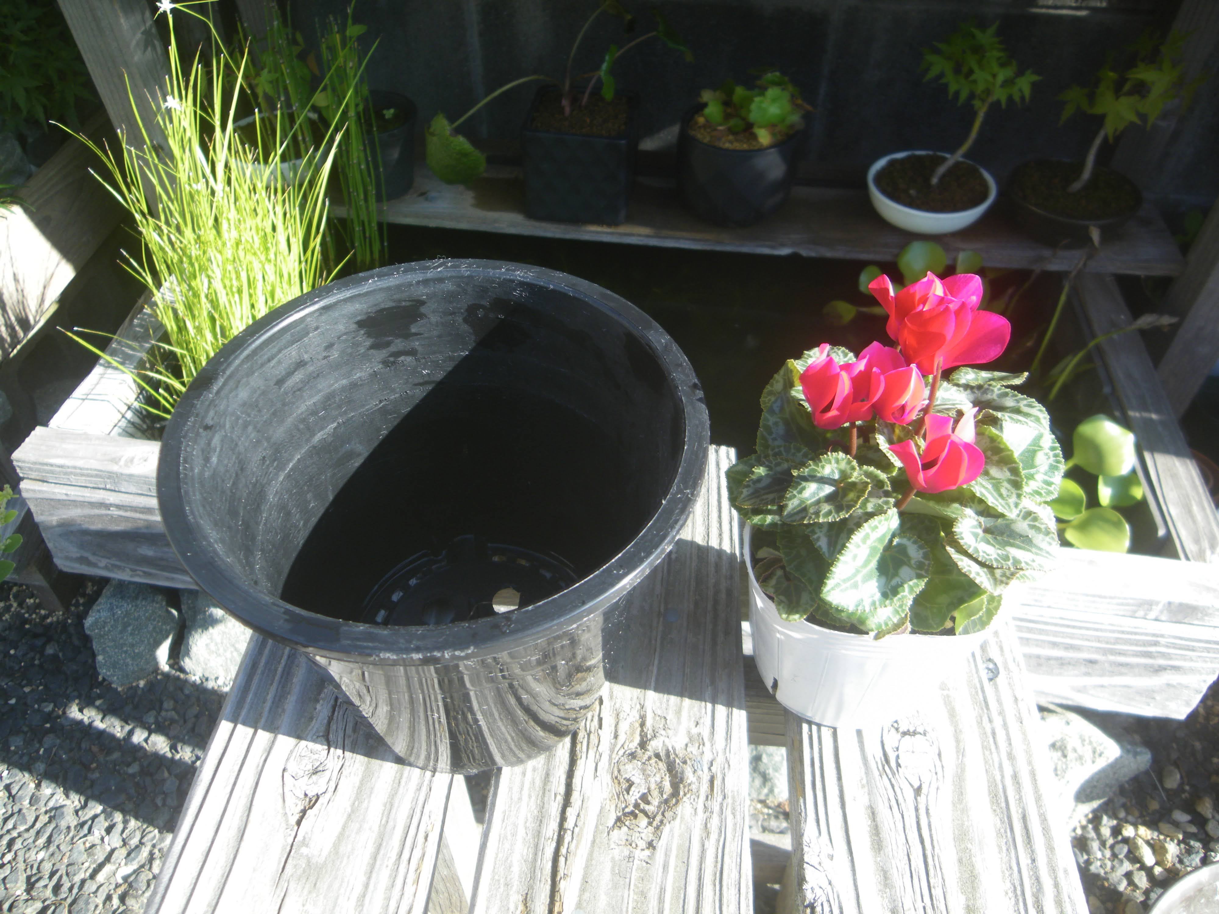 ガーデンシクラメンの育て方 小さな鉢植えで冬に可憐な花を楽しむ メダカの大工