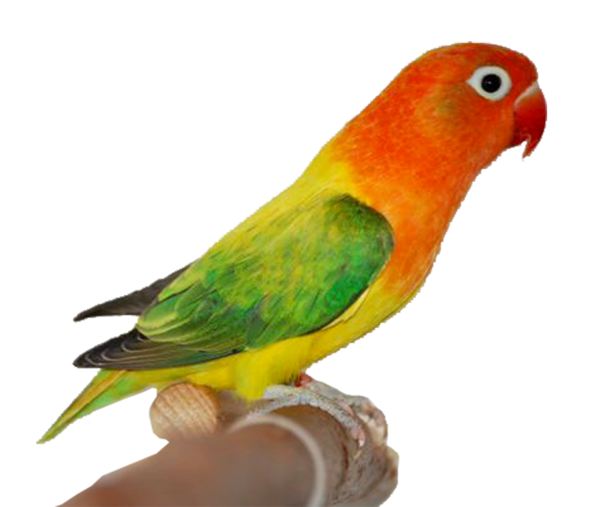  Gambar  PNG Gambar  Burung  Love Bird
