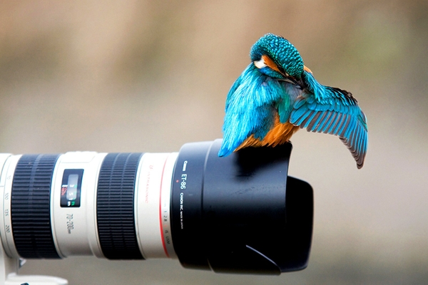 Birds With Cameras