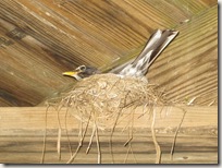 bird_in_rafters_of_deck