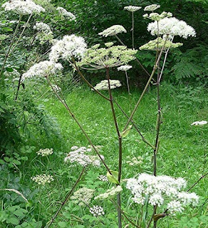 Water Hemlock (Cicuta maculata)