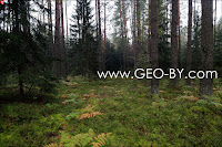 Way through the forest to the place where was former settlement Bliznieta (Gemini)