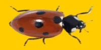 lady bug