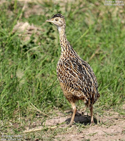 inambu chico comun Nothura maculosa perdiz Argentina