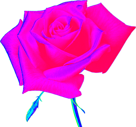 Rosas en png con fondo transparente,rose Rosas en png con fondo transparente,rose