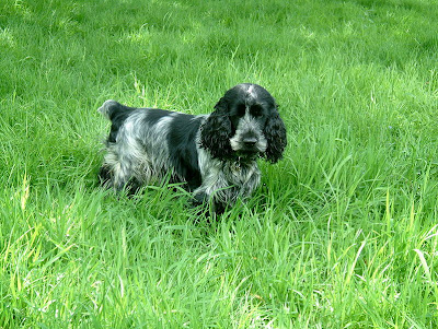 English Cocker Spaniel Picture