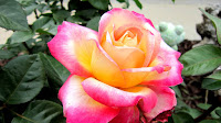 Yellow And Pink Roses Name