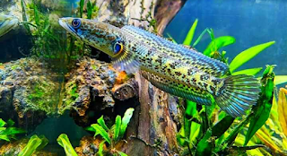 Mengenal Ikan Channa Auranti Salah Satu Jenis Ikan Hias yang banyak di minati di Cianjur