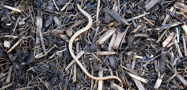 A slow worm in the mulch.