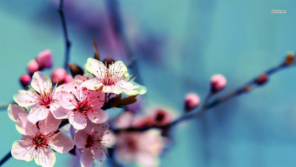 10 Gambar  Wallpaper Bunga  Sakura  Gambar  Top 10