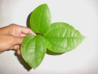 daun bungkus papua daun bungkus papua 08154789358741xx14 