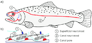 Belajar Anatomi dan Fisiologi Ikan Hias Akuarium