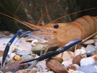 Udang Galah