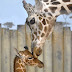 fotos y gifs de  jirafas