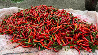 Red chilli