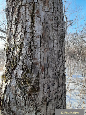 Липа амурская (Tilia amurensis)