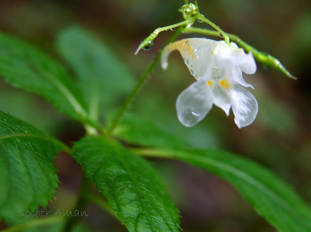 Impatiens textori