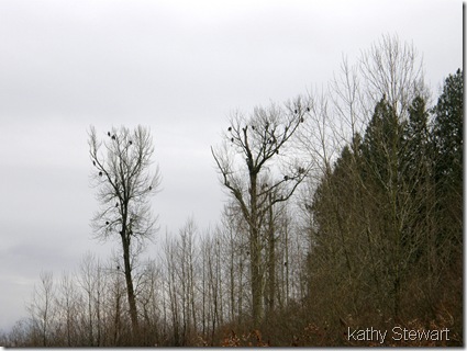 More eagles