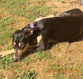 Black and Tan Dog