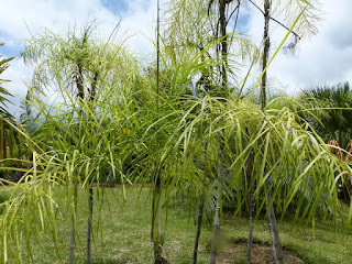 Chamaedorea plumosa - Chamédorée plumeuse 