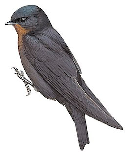 Golondrina selvática (Atronanus fuliginosus)