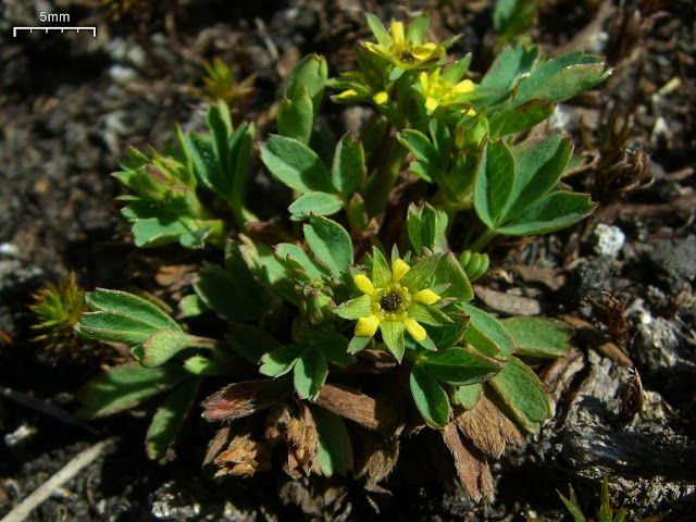 Sibbaldia procumbens