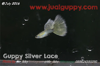 Jual Budidaya Ikan Hias Guppy,  Harga Budidaya Ikan Hias Guppy,  Toko Budidaya Ikan Hias Guppy,  Diskon Budidaya Ikan Hias Guppy,  Beli Budidaya Ikan Hias Guppy,  Review Budidaya Ikan Hias Guppy,  Promo Budidaya Ikan Hias Guppy,  Spesifikasi Budidaya Ikan Hias Guppy,  Budidaya Ikan Hias Guppy Murah,  Budidaya Ikan Hias Guppy Asli,  Budidaya Ikan Hias Guppy Original,  Budidaya Ikan Hias Guppy Jakarta,  Jenis Budidaya Ikan Hias Guppy,  Budidaya Budidaya Ikan Hias Guppy,  Peternak Budidaya Ikan Hias Guppy,  Cara Merawat Budidaya Ikan Hias Guppy,  Tips Merawat Budidaya Ikan Hias Guppy,  Bagaimana cara merawat Budidaya Ikan Hias Guppy,  Bagaimana mengobati Budidaya Ikan Hias Guppy,  Ciri-Ciri Hamil Budidaya Ikan Hias Guppy,  Kandang Budidaya Ikan Hias Guppy,  Ternak Budidaya Ikan Hias Guppy,  Makanan Budidaya Ikan Hias Guppy,  Budidaya Ikan Hias Guppy Termahal,  Adopsi Budidaya Ikan Hias Guppy,  Jual Cepat Budidaya Ikan Hias Guppy,  Budidaya Ikan Hias Guppy  Jakarta,  Budidaya Ikan Hias Guppy  Bandung,  Budidaya Ikan Hias Guppy  Medan,  Budidaya Ikan Hias Guppy  Bali,  Budidaya Ikan Hias Guppy  Makassar,  Budidaya Ikan Hias Guppy  Jambi,  Budidaya Ikan Hias Guppy  Pekanbaru,  Budidaya Ikan Hias Guppy  Palembang,  Budidaya Ikan Hias Guppy  Sumatera,  Budidaya Ikan Hias Guppy  Langsa,  Budidaya Ikan Hias Guppy  Lhokseumawe,  Budidaya Ikan Hias Guppy  Meulaboh,  Budidaya Ikan Hias Guppy  Sabang,  Budidaya Ikan Hias Guppy  Subulussalam,  Budidaya Ikan Hias Guppy  Denpasar,  Budidaya Ikan Hias Guppy  Pangkalpinang,  Budidaya Ikan Hias Guppy  Cilegon,  Budidaya Ikan Hias Guppy  Serang,  Budidaya Ikan Hias Guppy  Tangerang Selatan,  Budidaya Ikan Hias Guppy  Tangerang,  Budidaya Ikan Hias Guppy  Bengkulu,  Budidaya Ikan Hias Guppy  Gorontalo,  Budidaya Ikan Hias Guppy  hewan indonesia,  Budidaya Ikan Hias Guppy  jurnal kedokteran hewan,  Budidaya Ikan Hias Guppy  dokter hewan 24 jam,  Budidaya Ikan Hias Guppy  permainan hewan melahirkan,  Budidaya Ikan Hias Guppy  rs hewan,  Budidaya Ikan Hias Guppy  hewan qurban,  Budidaya Ikan Hias Guppy  kambing kurban,  Budidaya Ikan Hias Guppy  hewan terbesar di dunia,  Budidaya Ikan Hias Guppy  hewan kurban,  Budidaya Ikan Hias Guppy  ciri ciri hewan vertebrata,  Budidaya Ikan Hias Guppy  ciri ciri hewan,  Budidaya Ikan Hias Guppy  ciri ciri hewan laut,  Budidaya Ikan Hias Guppy  hewan yang terdiri dari satu sel disebut,  Budidaya Ikan Hias Guppy  hewan dari h,  Budidaya Ikan Hias Guppy  nama untuk hewan peliharaan,  Budidaya Ikan Hias Guppy  hewan,  Budidaya Ikan Hias Guppy  games hewan peliharaan,  Budidaya Ikan Hias Guppy  dokter hewan murah,  Budidaya Ikan Hias Guppy  klinik hewan jakarta,  Budidaya Ikan Hias Guppy  dokter hewan di jakarta,  Budidaya Ikan Hias Guppy  video hewan hewan,  Budidaya Ikan Hias Guppy  dunia hewan,  Budidaya Ikan Hias Guppy  kedokteran hewan,  Budidaya Ikan Hias Guppy  dokter hewan 24 jam jakarta,  Budidaya Ikan Hias Guppy  klinik dokter hewan,  Budidaya Ikan Hias Guppy  permainan hewan,  Budidaya Ikan Hias Guppy  dokter hewan jakarta,  Budidaya Ikan Hias Guppy  game hewan,  Budidaya Ikan Hias Guppy  klinik hewan,  Budidaya Ikan Hias Guppy  dokter hewan di jakarta pusat,  Budidaya Ikan Hias Guppy  mainan hewan,  Budidaya Ikan Hias Guppy  dokter hewan,  Budidaya Ikan Hias Guppy  dokter hewan ke rumah,  Budidaya Ikan Hias Guppy  dokter hewan jakarta pusat,  Budidaya Ikan Hias Guppy  biaya dokter hewan,  Budidaya Ikan Hias Guppy  tarif dokter hewan,  Budidaya Ikan Hias Guppy  dokter hewan kucing,  Budidaya Ikan Hias Guppy  klinik hewan 24 jam,  Budidaya Ikan Hias Guppy  biaya ke dokter hewan,  Budidaya Ikan Hias Guppy  hewan lucu,  Budidaya Ikan Hias Guppy  dokter hewan gratis,  Budidaya Ikan Hias Guppy  dokter hewan online,  Budidaya Ikan Hias Guppy  hewan hewan,  Budidaya Ikan Hias Guppy  hewan peliharaan,  Budidaya Ikan Hias Guppy  game binatang,  Budidaya Ikan Hias Guppy  jual hewan,  Budidaya Ikan Hias Guppy  jual beli hewan,  Budidaya Ikan Hias Guppy  binatang peliharaan,  Budidaya Ikan Hias Guppy  video hewan lucu di dunia,  Budidaya Ikan Hias Guppy  jual beli hewan online,  Budidaya Ikan Hias Guppy  jual beli satwa,  Budidaya Ikan Hias Guppy  binatang aneh,  Budidaya Ikan Hias Guppy  hewan aneh,  Budidaya Ikan Hias Guppy  nama hewan,  Budidaya Ikan Hias Guppy  hewan aneh di dunia,  Budidaya Ikan Hias Guppy  nama hewan peliharaan,  Budidaya Ikan Hias Guppy  hewan hewan peliharaan,  Budidaya Ikan Hias Guppy  fakultas kedokteran hewan,  Budidaya Ikan Hias Guppy  hewan hewan aneh,  Budidaya Ikan Hias Guppy  kesehatan hewan,  Budidaya Ikan Hias Guppy  game online hewan,  Budidaya Ikan Hias Guppy  hewan klop,  Budidaya Ikan Hias Guppy  semua nama hewan,  Budidaya Ikan Hias Guppy  rumah hewan,  Budidaya Ikan Hias Guppy  foto hewan hewan,  Budidaya Ikan Hias Guppy  hewan hewan liar,  Budidaya Ikan Hias Guppy  he wan,  Budidaya Ikan Hias Guppy  gambar hewan hewan,  Budidaya Ikan Hias Guppy  nama hewan di dunia,  Budidaya Ikan Hias Guppy  hewan d,  Budidaya Ikan Hias Guppy  universitas kedokteran hewan,  Budidaya Ikan Hias Guppy  jurusan kedokteran hewan,  Budidaya Ikan Hias Guppy  nama semua hewan,  Budidaya Ikan Hias Guppy  film hewan hewan,  Budidaya Ikan Hias Guppy  hewan di air,  Budidaya Ikan Hias Guppy  kelompok hewan,  Budidaya Ikan Hias Guppy  hewan hewan buas,  Budidaya Ikan Hias Guppy  dr hewan,  Budidaya Ikan Hias Guppy  hewan hewan di dunia,  Budidaya Ikan Hias Guppy  hewan a,  Budidaya Ikan Hias Guppy  game hewan klop,  Budidaya Ikan Hias Guppy  nama hewan hewan,  Budidaya Ikan Hias Guppy  daftar nama hewan di seluruh dunia,  Budidaya Ikan Hias Guppy  hewan dari d,  Budidaya Ikan Hias Guppy  hewan dijual,  Budidaya Ikan Hias Guppy  10 hewan,  Budidaya Ikan Hias Guppy  ilmu kesehatan hewan,  Budidaya Ikan Hias Guppy  binatang fauna,  Budidaya Ikan Hias Guppy  ilmu kedokteran hewan,  Budidaya Ikan Hias Guppy  hewan darat,  Budidaya Ikan Hias Guppy  hewan hewan laut,  Budidaya Ikan Hias Guppy  pengertian hewan,  Budidaya Ikan Hias Guppy  anak hewan,  Budidaya Ikan Hias Guppy  hewan hewan mamalia,  Budidaya Ikan Hias Guppy  biaya kedokteran hewan,  Budidaya Ikan Hias Guppy  ensiklopedia hewan,  Budidaya Ikan Hias Guppy  berniaga hewan peliharaan jawa timur,  Budidaya Ikan Hias Guppy  ciri ciri animalia,  Budidaya Ikan Hias Guppy  hewan hewan herbivora,  Budidaya Ikan Hias Guppy  hewan dunia,  Budidaya Ikan Hias Guppy  hewan hewan unik,  Budidaya Ikan Hias Guppy  games hewan klop,  Budidaya Ikan Hias Guppy  nama binatang di dunia,  Budidaya Ikan Hias Guppy  hewan c,  Budidaya Ikan Hias Guppy  kelompok binatang,  Budidaya Ikan Hias Guppy  nama hewan dari a,  Budidaya Ikan Hias Guppy  hewan hewan kurban,  Budidaya Ikan Hias Guppy  rumah sakit hewan,  Budidaya Ikan Hias Guppy  golongan hewan,  Budidaya Ikan Hias Guppy  hewan hewan air,  Budidaya Ikan Hias Guppy  perkembangan hewan,  Budidaya Ikan Hias Guppy  pertumbuhan hewan,  Budidaya Ikan Hias Guppy  hewan paling,  Budidaya Ikan Hias Guppy  hewan hewan karnivora,  Budidaya Ikan Hias Guppy  nama hewan a,  Budidaya Ikan Hias Guppy  ciri ciri invertebrata,  Budidaya Ikan Hias Guppy  sistematika hewan,  Budidaya Ikan Hias Guppy  ciri ciri hewan dan tumbuhan,  Budidaya Ikan Hias Guppy  tokobagus hewan jatim,  Budidaya Ikan Hias Guppy  hewan surabaya,  Budidaya Ikan Hias Guppy  semua hewan di dunia,  Budidaya Ikan Hias Guppy  ciri ciri binatang,  Budidaya Ikan Hias Guppy  nama buat hewan peliharaan,  Budidaya Ikan Hias Guppy  ciri hewan vertebrata,  Budidaya Ikan Hias Guppy  ciri ciri hewan invertebrata,  Budidaya Ikan Hias Guppy  hewan di indonesia,  Budidaya Ikan Hias Guppy  binatang termasuk ke dalam kelompok apa,  Budidaya Ikan Hias Guppy  organ dalam hewan,  Budidaya Ikan Hias Guppy  hewan e,  Budidaya Ikan Hias Guppy  hewan di laut,  Budidaya Ikan Hias Guppy  games hewan melahirkan,  Budidaya Ikan Hias Guppy  permainan hewan klop,  Budidaya Ikan Hias Guppy  jual beli hewan peliharaan tokobagus,  Budidaya Ikan Hias Guppy  ciri hewan,  Budidaya Ikan Hias Guppy  macam2 hewan,  Budidaya Ikan Hias Guppy  fakultas kedokteran hewan di indonesia,  Budidaya Ikan Hias Guppy  sistem organ hewan,  Budidaya Ikan Hias Guppy  tokobagus hewan peliharaan,  Budidaya Ikan Hias Guppy  organ dalam pada hewan,  Budidaya Ikan Hias Guppy  hewan berongga,  Budidaya Ikan Hias Guppy  alamat dokter hewan,  Budidaya Ikan Hias Guppy  binatang termasuk kedalam kelompok apa,  Budidaya Ikan Hias Guppy  nama binatang jinak,  Budidaya Ikan Hias Guppy  pengertian binatang,  Budidaya Ikan Hias Guppy  tokobagus hewan jawa timur,  Budidaya Ikan Hias Guppy  tentang hewan,  Budidaya Ikan Hias Guppy  perbedaan hewan dan binatang,  Budidaya Ikan Hias Guppy  hewan adalah,  Budidaya Ikan Hias Guppy  definisi hewan,  Budidaya Ikan Hias Guppy  hewan hewanan,  Budidaya Ikan Hias Guppy  organ tubuh hewan,  Budidaya Ikan Hias Guppy  ciri ciri sel hewan,  Budidaya Ikan Hias Guppy  ciri animalia,  Budidaya Ikan Hias Guppy  binatang termasuk kelompok apa,  Budidaya Ikan Hias Guppy  binatang binatang laut,  Budidaya Ikan Hias Guppy  hewan yang di indonesia,  Budidaya Ikan Hias Guppy  ensiklopedia binatang,  Budidaya Ikan Hias Guppy  hewan tak berkaki,  Budidaya Ikan Hias Guppy  hewan hewan laut dalam,  Budidaya Ikan Hias Guppy  vidio onthe spot,  Budidaya Ikan Hias Guppy  ciri ciri umum animalia,  Budidaya Ikan Hias Guppy  nama hewan di seluruh dunia,  Budidaya Ikan Hias Guppy  klasifikasi binatang,  Budidaya Ikan Hias Guppy  hewan hewan di indonesia,  Budidaya Ikan Hias Guppy  ciri umum animalia,  Budidaya Ikan Hias Guppy  pertumbuhan hewan dan tumbuhan,  Budidaya Ikan Hias Guppy  ciri ciri hewan peliharaan,  Budidaya Ikan Hias Guppy  kerajaan hewan,  Budidaya Ikan Hias Guppy  ciri hewan invertebrata,  Budidaya Ikan Hias Guppy  apa itu hewan peliharaan,  Budidaya Ikan Hias Guppy  kingdom animalia adalah,  Budidaya Ikan Hias Guppy  ciri invertebrata,  Budidaya Ikan Hias Guppy  hewan animalia,  Budidaya Ikan Hias Guppy  binatang satwa,  Budidaya Ikan Hias Guppy  nama hewan di indonesia,  Budidaya Ikan Hias Guppy  fakultas dokter hewan,  Budidaya Ikan Hias Guppy  hewan yang belum memiliki sistem organ,  Budidaya Ikan Hias Guppy  jenis binatang liar,  Budidaya Ikan Hias Guppy  ciri ciri fauna,  Budidaya Ikan Hias Guppy  aksi lucu binatang,  Budidaya Ikan Hias Guppy  ciri ciri hewan darat,  Budidaya Ikan Hias Guppy  struktur tubuh hewan,  Budidaya Ikan Hias Guppy  karakteristik hewan,  Budidaya Ikan Hias Guppy  ciri ciri umum hewan,  Budidaya Ikan Hias Guppy  macam macam organ pada hewan,  Budidaya Ikan Hias Guppy  ciri ciri jaringan hewan,  Budidaya Ikan Hias Guppy  evolusi vertebrata,  Budidaya Ikan Hias Guppy  gambar semua jenis hewan,  Budidaya Ikan Hias Guppy  biologi hewan,  Budidaya Ikan Hias Guppy  ciri ciri pada hewan,  Budidaya Ikan Hias Guppy  hewan peliharaan yang bagus,  Budidaya Ikan Hias Guppy  artikel jaringan hewan,  Budidaya Ikan Hias Guppy  ciri ciri binatang buas,  Budidaya Ikan Hias Guppy  hewan hewan asiatis,  Budidaya Ikan Hias Guppy  binatang hidup di lautan,  Budidaya Ikan Hias Guppy  sekolah dokter hewan,  Budidaya Ikan Hias Guppy  hewan hewan besar,  Budidaya Ikan Hias Guppy  jenis hewan liar,  Budidaya Ikan Hias Guppy  bagian tubuh hewan dalam bahasa inggris,  Budidaya Ikan Hias Guppy  ciri ciri hewan yang hidup di darat,  Budidaya Ikan Hias Guppy  jurusan dokter hewan,  Budidaya Ikan Hias Guppy  siklus hidup hewan,  Budidaya Ikan Hias Guppy  hewan hewan australia,  Budidaya Ikan Hias Guppy  evolusi binatang,  Budidaya Ikan Hias Guppy  universitas dokter hewan,  Budidaya Ikan Hias Guppy  video lucu hewan kaget,  Budidaya Ikan Hias Guppy  ciri hewan dalam bahasa inggris,  Budidaya Ikan Hias Guppy  klasifikasi fauna,  Budidaya Ikan Hias Guppy  binatang di darat,  Budidaya Ikan Hias Guppy  hewan hewan indonesia,  Budidaya Ikan Hias Guppy  pengertian klasifikasi hewan,  Budidaya Ikan Hias Guppy  ciri ciri hewan vertebrata dan invertebrata,  Budidaya Ikan Hias Guppy  binatang yang hidup di laut,  Budidaya Ikan Hias Guppy  satwa adalah,  Budidaya Ikan Hias Guppy  sistem organ pada hewan dan tumbuhan,  Budidaya Ikan Hias Guppy  kedokteran hewan di indonesia,  Budidaya Ikan Hias Guppy  daftar fakultas kedokteran hewan di indonesia,  Budidaya Ikan Hias Guppy  evolusi invertebrata,  Budidaya Ikan Hias Guppy  ciri ciri hewan invertebrata dan vertebrata,  Budidaya Ikan Hias Guppy  definisi binatang,  Budidaya Ikan Hias Guppy  gambar hewan berongga,  Budidaya Ikan Hias Guppy  bentuk binatang,  Budidaya Ikan Hias Guppy  hewan hewan peralihan,  Budidaya Ikan Hias Guppy  ciri ciri vertebrata dan invertebrata,  Budidaya Ikan Hias Guppy  ensiklopedia tentang hewan,  Budidaya Ikan Hias Guppy  hewan bagus,  Budidaya Ikan Hias Guppy  ciri binatang,  Budidaya Ikan Hias Guppy  faktor yang mempengaruhi perbedaan struktur jaringan hewan,  Budidaya Ikan Hias Guppy  ciri ciri umum invertebrata,  Budidaya Ikan Hias Guppy  pengertian dunia hewan,  Budidaya Ikan Hias Guppy  ciri umum hewan,  Budidaya Ikan Hias Guppy  hewan jawa,  Budidaya Ikan Hias Guppy  apa yang dimaksud dengan hewan,  Budidaya Ikan Hias Guppy  beda hewan dan binatang,  Budidaya Ikan Hias Guppy  pengertian hewan vertebrata dan invertebrata,  Budidaya Ikan Hias Guppy  ciri ciri umum hewan invertebrata,  Budidaya Ikan Hias Guppy  hewan dan binatang,  Budidaya Ikan Hias Guppy  dokter hewan indonesia,  Budidaya Ikan Hias Guppy  perbedaan hewan dengan binatang,  Budidaya Ikan Hias Guppy  nama hewan indonesia,  Budidaya Ikan Hias Guppy  hewan tanpa tulang belakang,  Budidaya Ikan Hias Guppy  ciri ciri invertebrata dan vertebrata,  Budidaya Ikan Hias Guppy  hewan hewan endemik,  Budidaya Ikan Hias Guppy  pengelompokan binatang,  Budidaya Ikan Hias Guppy  apa itu hewan,  Budidaya Ikan Hias Guppy  hewan yang termasuk coelenterata,  Budidaya Ikan Hias Guppy  universitas jurusan dokter hewan,  Budidaya Ikan Hias Guppy  ciri ciri makhluk hidup pada hewan,  Budidaya Ikan Hias Guppy  pengertian hewan dan tumbuhan,  Budidaya Ikan Hias Guppy  ciri ciri hewan buas,  Budidaya Ikan Hias Guppy  hewan indonesia timur,  Budidaya Ikan Hias Guppy  perbedaan binatang dan hewan,  Budidaya Ikan Hias Guppy  ciri ciri pertumbuhan hewan,  Budidaya Ikan Hias Guppy  jenis hewan yang hidup di darat,  Budidaya Ikan Hias Guppy  pengertian hewan liar,  Budidaya Ikan Hias Guppy  organ tubuh pada hewan,  Budidaya Ikan Hias Guppy  10 hewan yang hidup di air,  Budidaya Ikan Hias Guppy  animasi hewan hewan,  Budidaya Ikan Hias Guppy  ciri ciri animalia secara umum,  Budidaya Ikan Hias Guppy  gambar berbagai jenis hewan,  Budidaya Ikan Hias Guppy  ciri ciri hewan air,  Budidaya Ikan Hias Guppy  wacana tentang hewan,  Budidaya Ikan Hias Guppy  sistem organ pada hewan vertebrata,  Budidaya Ikan Hias Guppy  ciri ciri pertumbuhan pada hewan,  Budidaya Ikan Hias Guppy  animalia hewan,  Budidaya Ikan Hias Guppy  jaringan dan organ pada hewan,  Budidaya Ikan Hias Guppy  bagian bagian tubuh hewan dalam bahasa inggris,  Budidaya Ikan Hias Guppy  pengertian hewan darat,  Budidaya Ikan Hias Guppy  jenis jenis hewan dan tumbuhan,  Budidaya Ikan Hias Guppy  organ hewan vertebrata,  Budidaya Ikan Hias Guppy  struktur dan fungsi organ hewan,  Budidaya Ikan Hias Guppy  evolusi hewan vertebrata,  Budidaya Ikan Hias Guppy  binatang termasuk dalam kelompok,  Budidaya Ikan Hias Guppy  ciri ciri hewan hidup di air,  Budidaya Ikan Hias Guppy  ciri kelompok hewan vertebrata,  Budidaya Ikan Hias Guppy  bagian tubuh binatang,  Budidaya Ikan Hias Guppy  spesifikasi hewan,  Budidaya Ikan Hias Guppy  sistem saraf pada hewan invertebrata dan vertebrata,  Budidaya Ikan Hias Guppy  ciri ciri hewan animalia,  Budidaya Ikan Hias Guppy  kerajaan binatang,  Budidaya Ikan Hias Guppy  bentuk hewan,  Budidaya Ikan Hias Guppy  hewan indonesia barat,  Budidaya Ikan Hias Guppy  ciri ciri hewan hidup di darat,  Budidaya Ikan Hias Guppy  ciri ciri khas hewan,  Budidaya Ikan Hias Guppy  pertumbuhan binatang,  Budidaya Ikan Hias Guppy  artikel tentang jaringan hewan,  Budidaya Ikan Hias Guppy  ciri hewan vertebrata dan invertebrata,  Budidaya Ikan Hias Guppy  hewan hewan darat,  Budidaya Ikan Hias Guppy  ciri ciri khusus beberapa hewan,  Budidaya Ikan Hias Guppy  definisi satwa,  Budidaya Ikan Hias Guppy  pengertian tumbuhan dan hewan,  Budidaya Ikan Hias Guppy  evolusi hewan dan tumbuhan,  Budidaya Ikan Hias Guppy  penjelasan animalia,  Budidaya Ikan Hias Guppy  evolusi hewan invertebrata,  Budidaya Ikan Hias Guppy  pengertian tentang hewan,  Budidaya Ikan Hias Guppy  hewan yang terdiri dari satu sel,  Budidaya Ikan Hias Guppy  ciri ciri semua hewan,  Budidaya Ikan Hias Guppy  ciri ciri hewan berkaki empat,  Budidaya Ikan Hias Guppy  hewan hewan yang hidup di laut,  Budidaya Ikan Hias Guppy  ciri ciri binatang laut,  Budidaya Ikan Hias Guppy  5 kelompok hewan vertebrata,  Budidaya Ikan Hias Guppy  golongan hewan berongga, 