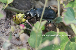 Escarabajo cazador de orugas (Calosoma) adulto, alimentándose. Fotografía de Leonardo Hernández Escudero.