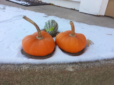 pumpkins in the snow