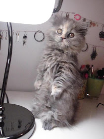 Foto lucu kucing yang suka berdiri 03