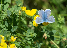 Adonis Blue Butterfly College Lake Wildlife Reserve