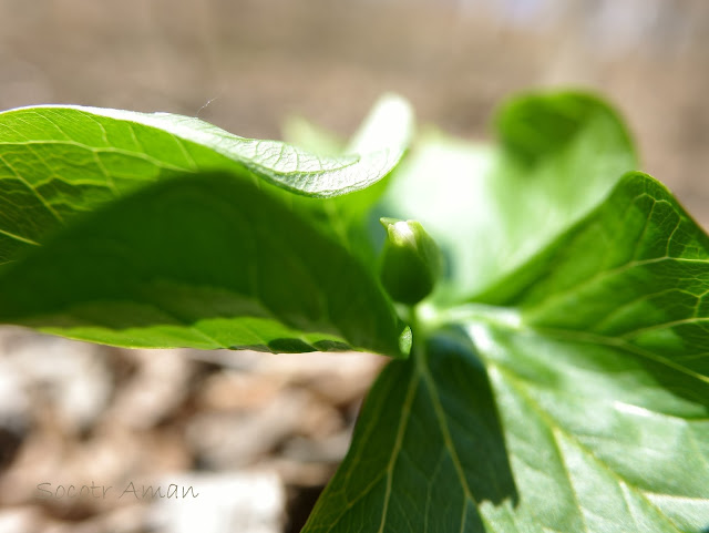 Trillium tschonoskii